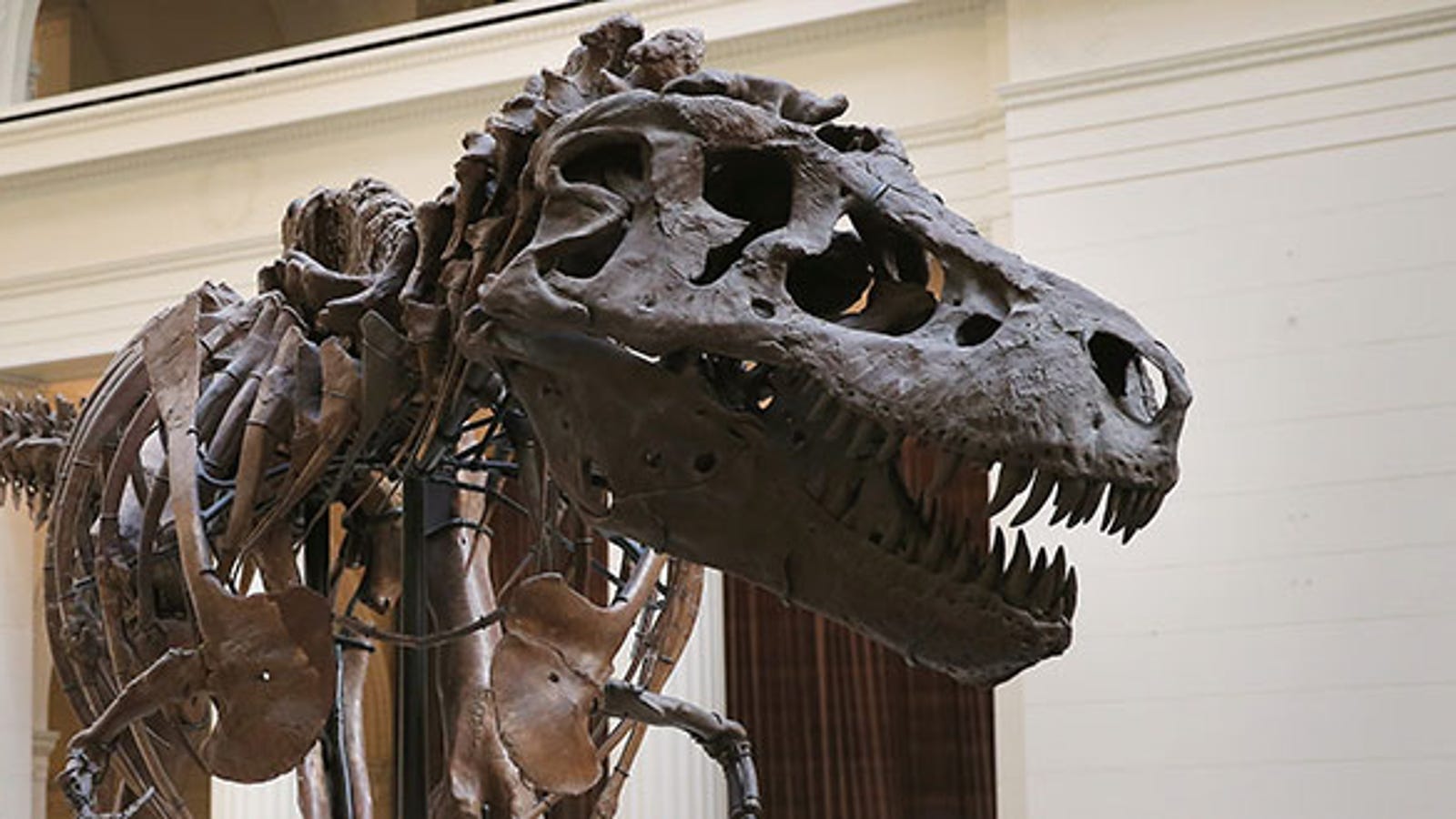 t rex first discovered