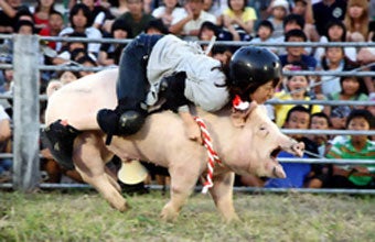 Illustration for article titled Pig Rodeo Rides Home The Bacon