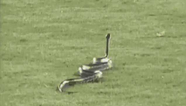 ywoniprrydhh3rukor1d.gif