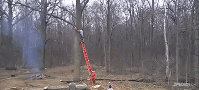Tree takes revenge on guy chopping down the tree by throwing him off