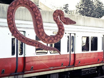 Illustration for article titled Boston Boa Constrictor Found After Monthlong Subway Ride