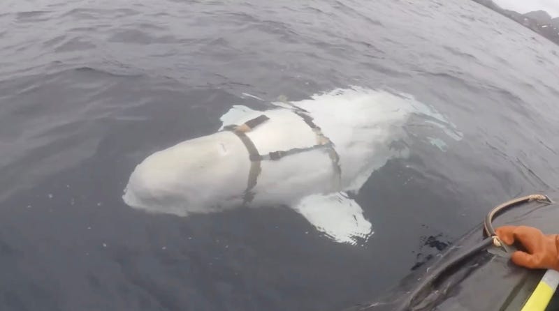 Ushap 2018 19 Beluga Whale May Be A Russian Spy