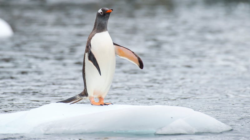 Illustration for article titled Grim Prognosis: Researchers Have Determined That Penguins Will Look Incredibly Stupid When They’re Dying From Global WarmingÂ