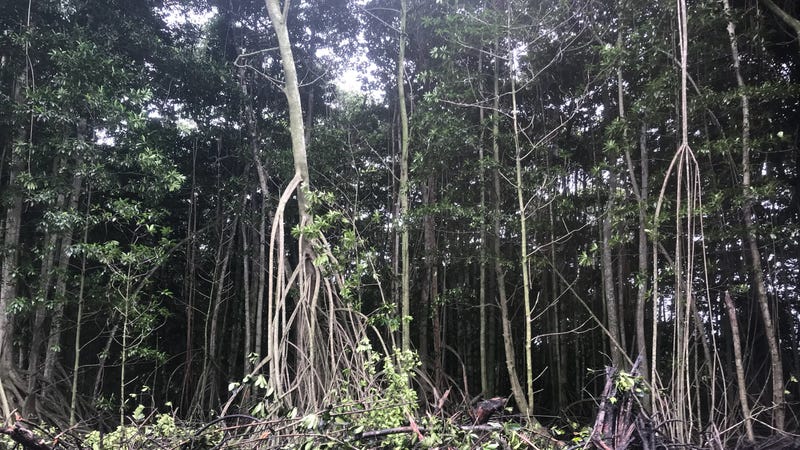 Hawaii mangroves