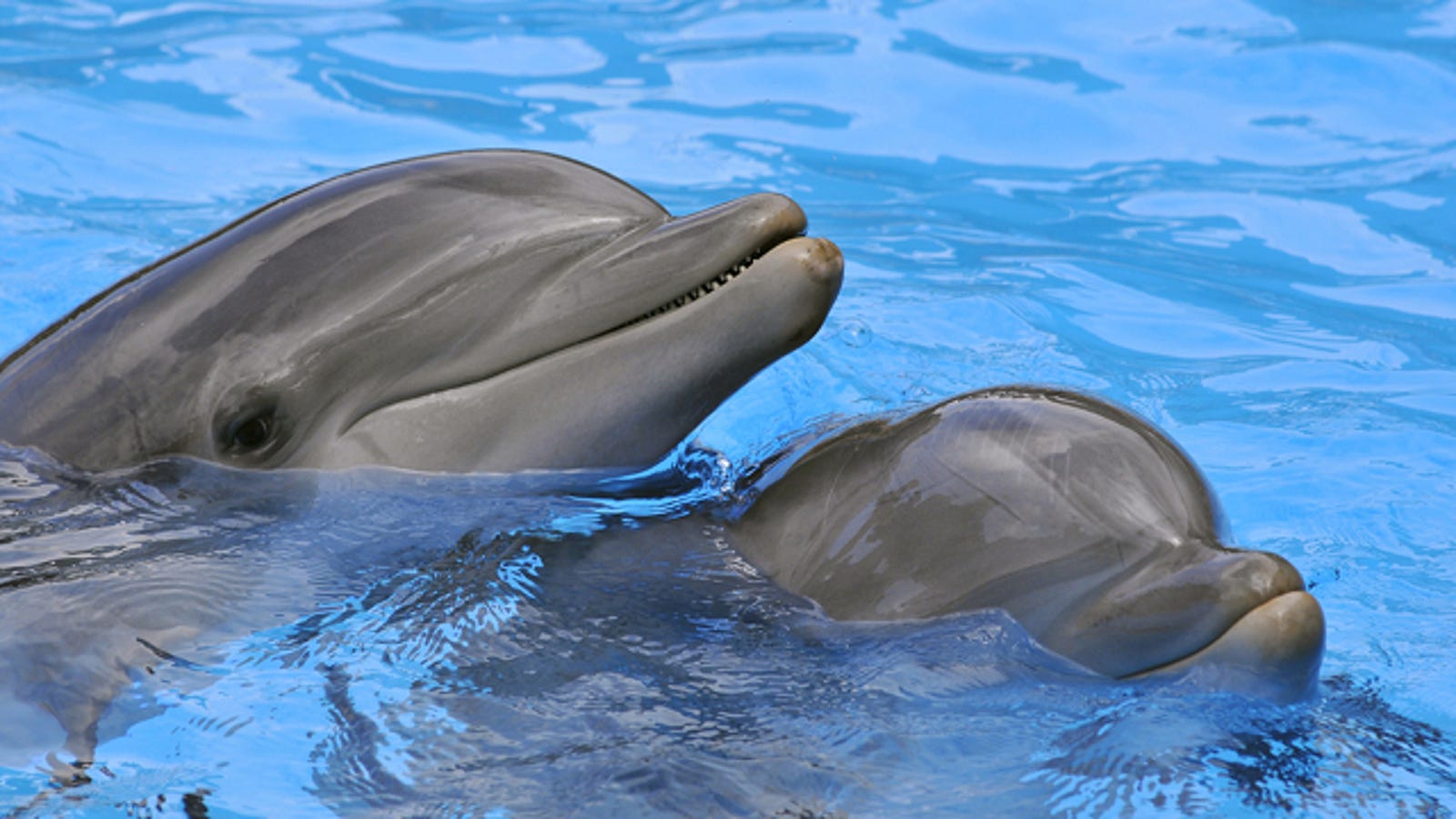 Why are dolphins smarter than most other mammals?