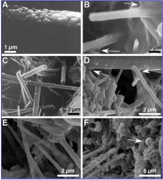 Illustration for article titled "Hairy Blobs" Discovered in Acidic Lake Could Have Evolved on Mars