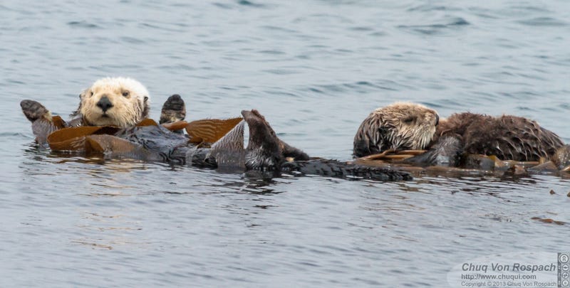 You Otter Know, It's Sea Otter Awareness Week!