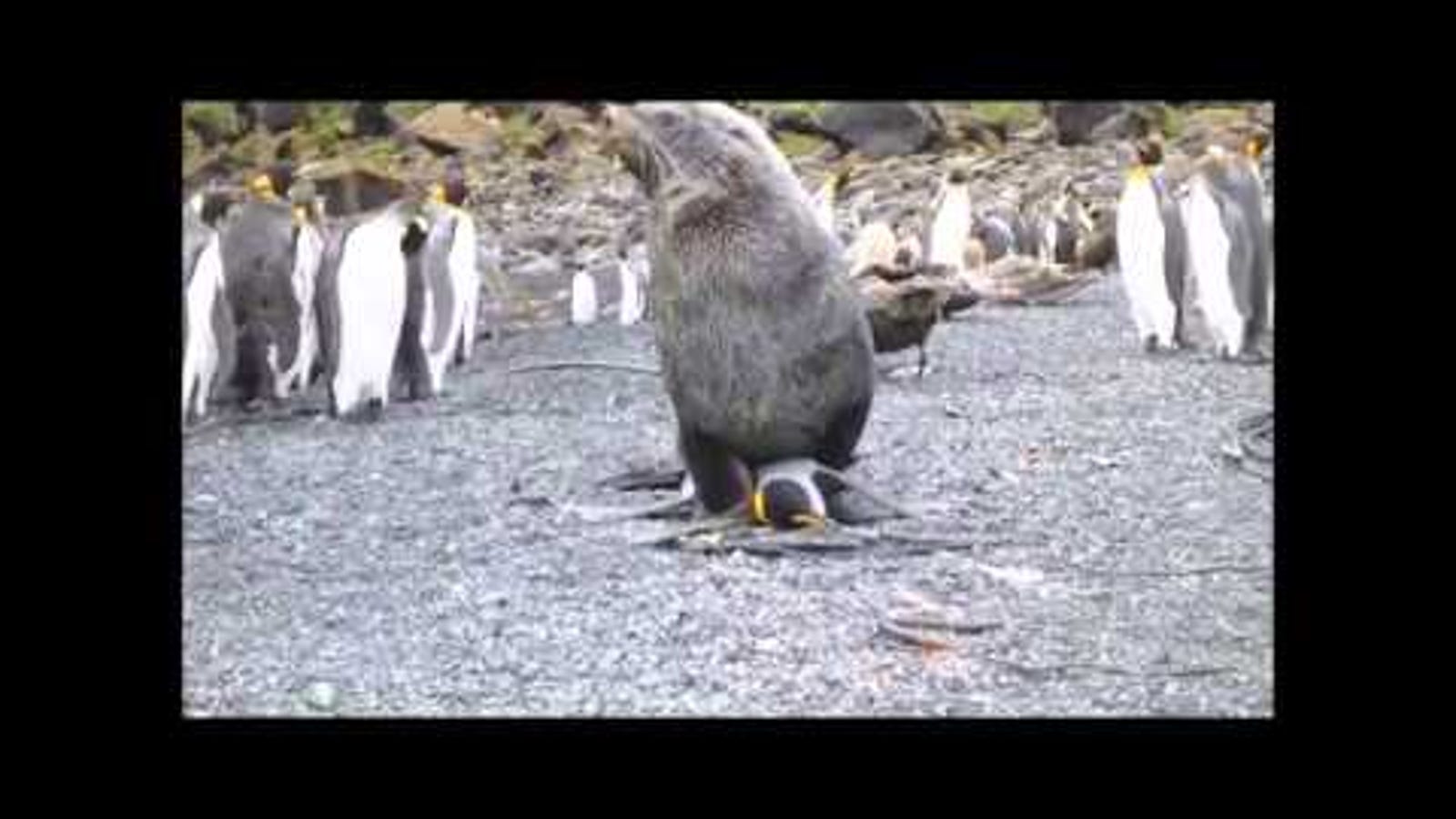 BREAKING: Here's Uncensored Video of Seal-on-Penguin Copulation