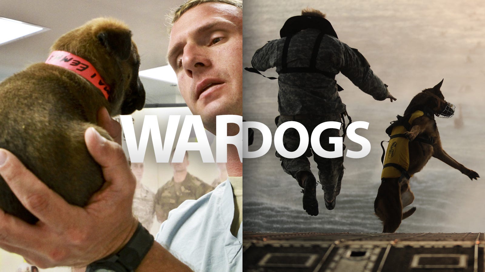 26 Awesome Photos of War Dogs Showing How Badass and Cute They Can Be