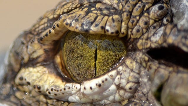 Αποτέλεσμα εικόνας για crocodile tears