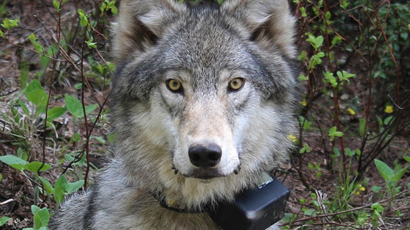 photo of The Gray Wolf Is The Only True Wolf in North America image