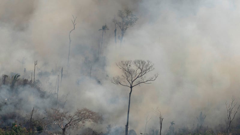 Illustration for article titled Criminal Gangs Are Behind the Destruction of the Brazilian Amazon