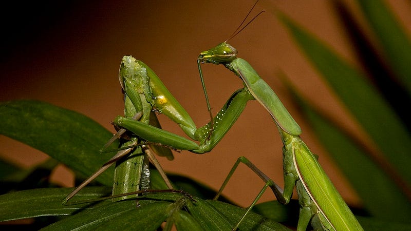 Why Female Praying Mantises Devour Their Partners During Sex