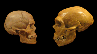 Did Neanderthals Go Extinct Because of the Size of Their Brains?