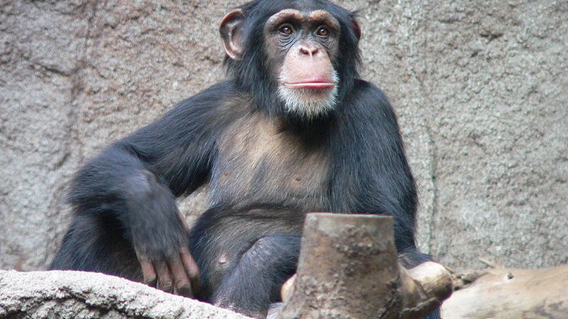 average iq chimpanzee