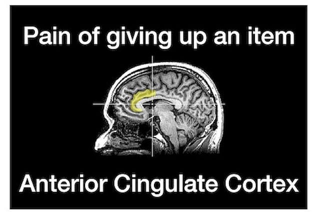 Anterior Cingulate Cortex - showing the pain in your brain when giving up your junk items.
