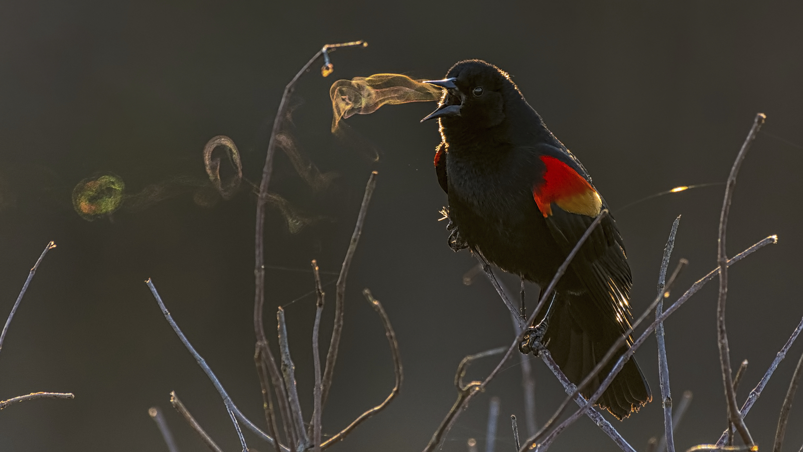 A Blackbird Blowing 'Smoke' Rings Wins Top Prize at the 2019 Audubon Photography Awards