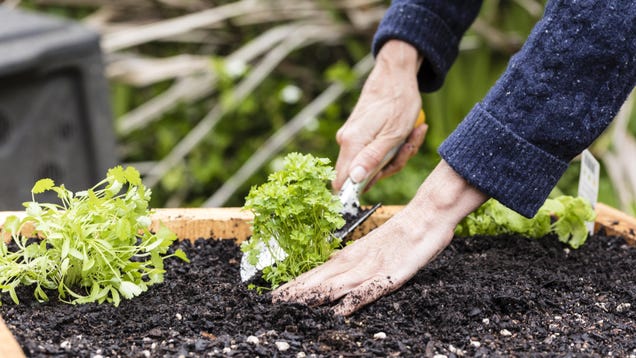 How to Find Free (or Cheap) Soil for Your Raised Garden Beds