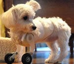 Illustration for article titled Cutest Bionic Puppy Ever