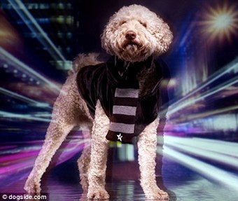 Illustration for article titled Elle's Dog Gets Modeling Contract; Anna Gets Flak; ALT Gets Uggs