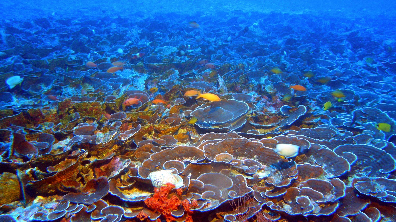 The Jury's Still Out on How Bad Sunscreens Are for Corals - Gizmodo