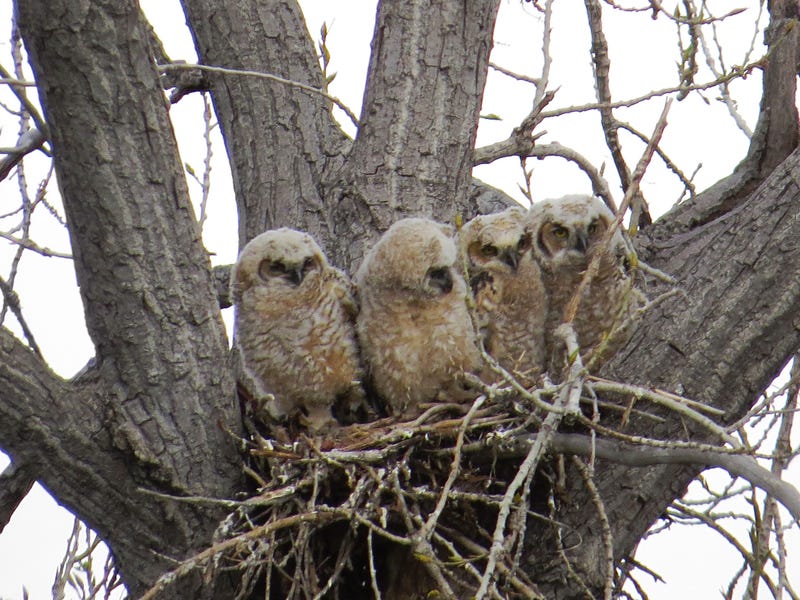 Illustration for article titled Great Horned Owlet Siblings Have Just Enough Space To Share The Nest