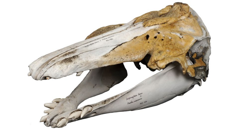The hybrid skull.