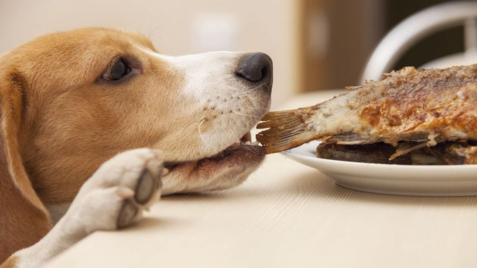 9 Impossibly Cute Animals Eating People Food, By Guest Aggregator