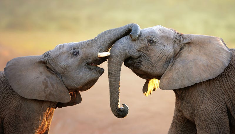 Illustration for article titled Follow Elephants On Twitter Now Because Why Not