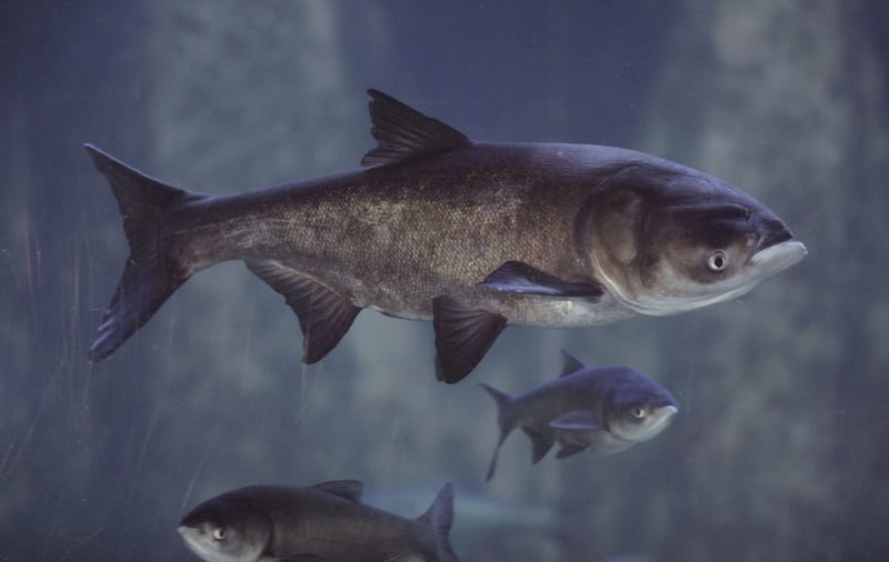 filed date for asian carp lawsuit Atlanta gay artists