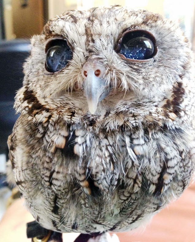 This Blind Screech Owl Has Eyes That Are Impossible To Believe