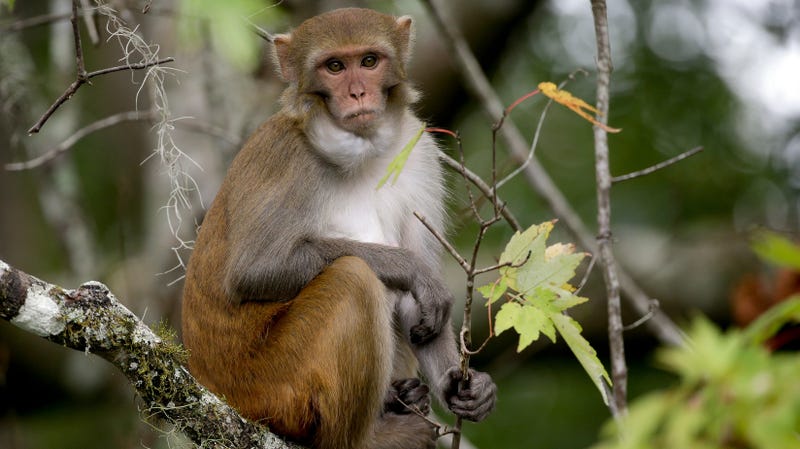 Rhesus monkey mask.
