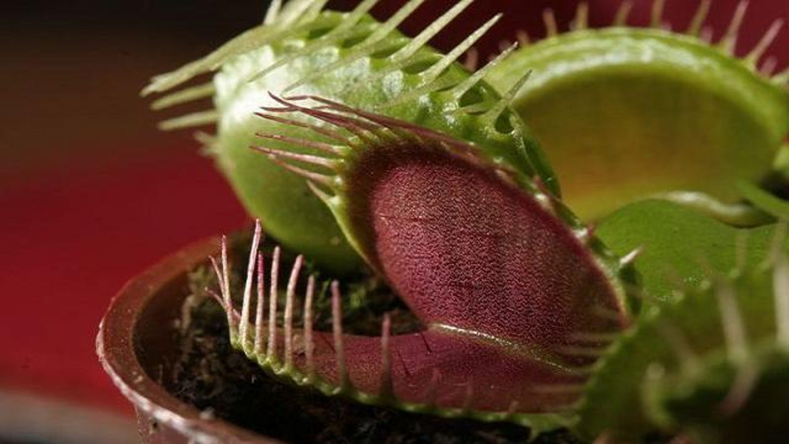 Can a venus flytrap digest human flesh?