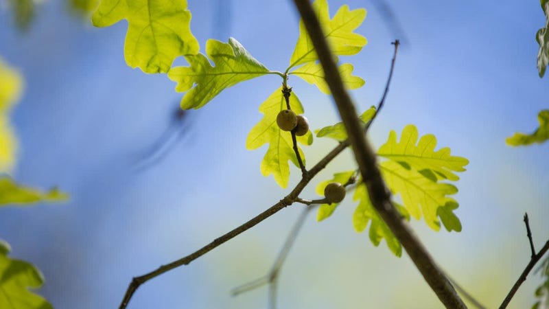 The leaves and galls of white oaks were used to produce herbal antiseptics during the American Civil War.