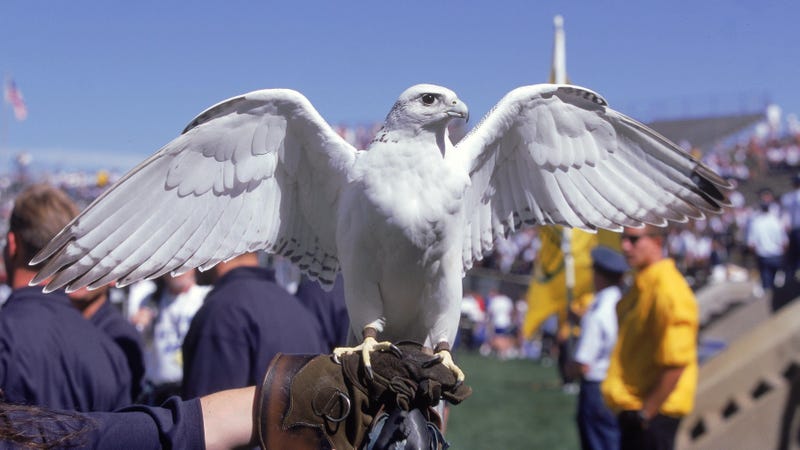 Illustration for article titled Aurora, Air Force's Falcon Mascot, Moves On To The Great Falcon Habitat In The, Uhh, Sky