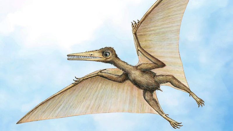pterodactyl feet