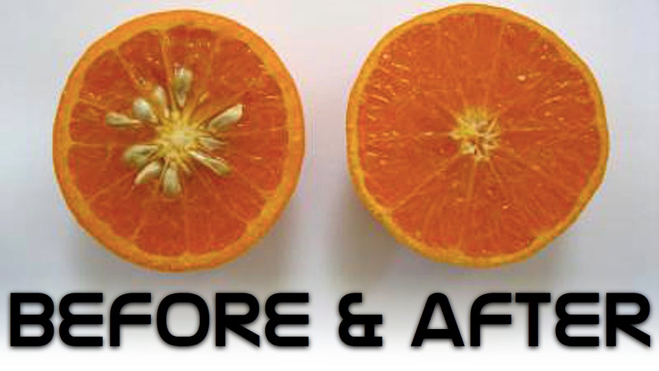 She likes oranges. Перфект оранж. ГМО апельсины как отличить.
