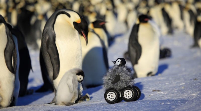 Illustration for article titled (Adorable Baby Robot Penguin) Big Brother Is Watching