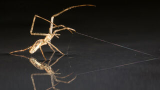 Spiders Sail Across Water to Colonize the World