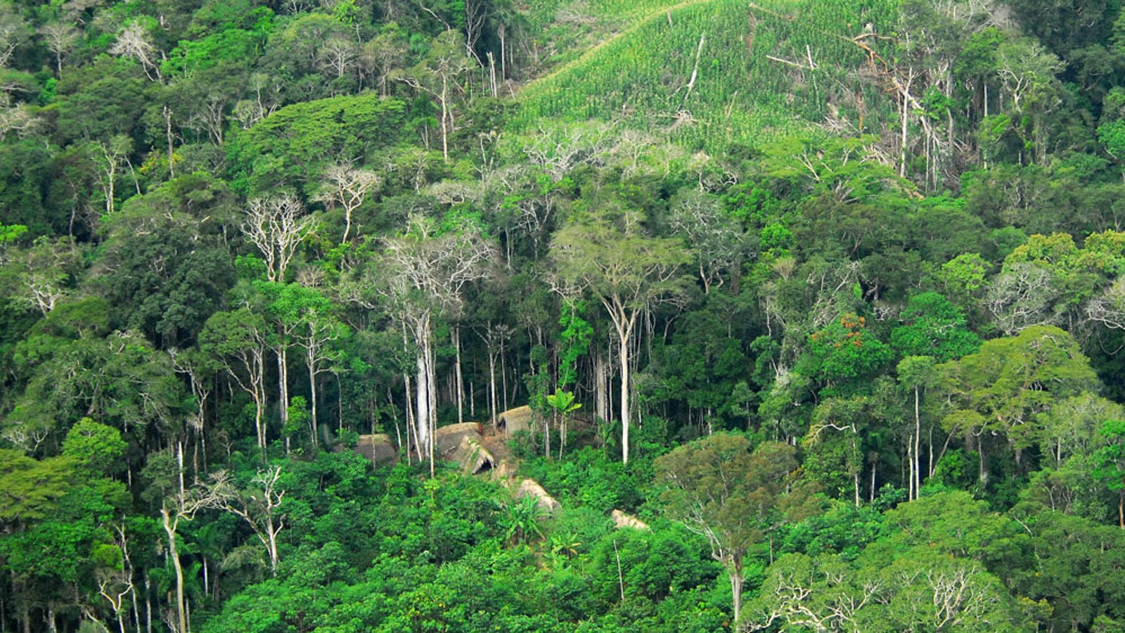Defender of Brazil’s Indigenous Tribes Murdered ‘Execution-Style’ in Amazon Town