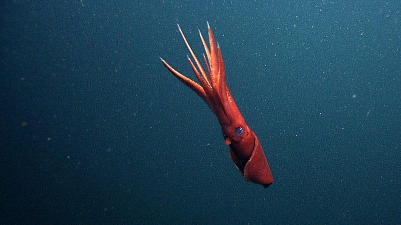 Scientists Discover Bisexual Squid Of The Deep