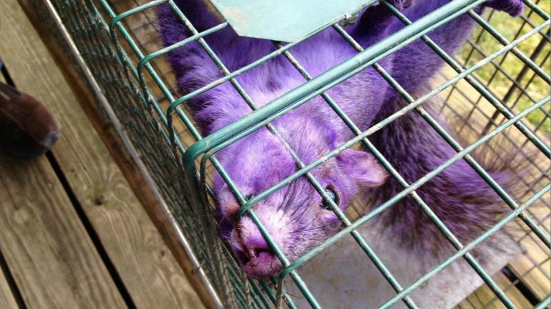 Illustration for article titled Why Is This Squirrel Purple?