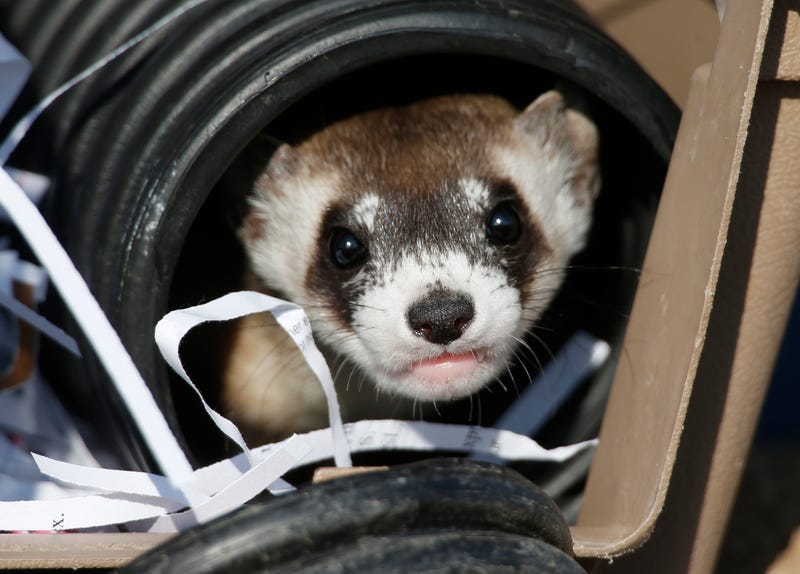 black footed ferret stuffed animal