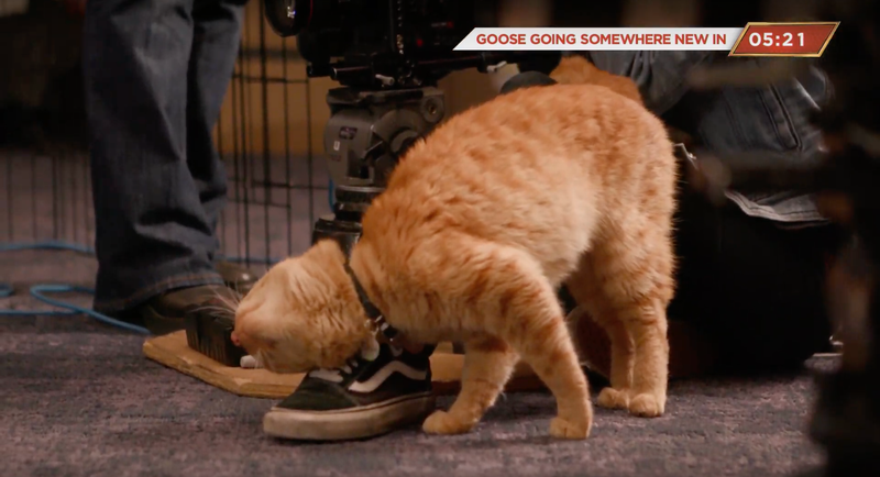 Captain Marvel S Goose Actor Did Cat Things On Youtube Gizmodo Uk