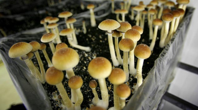 ‘Magic Mushroom’ Chemical Harvested From Bacteria For the First Time