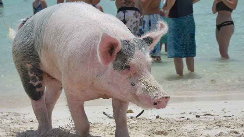 Illustration for article titled Pig Beach Is Dead