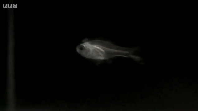 This Fish Spits Light