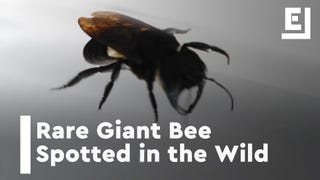 World&#39;s Biggest Bee, Once Thought Extinct, Has Been Found Alive<em></em>
