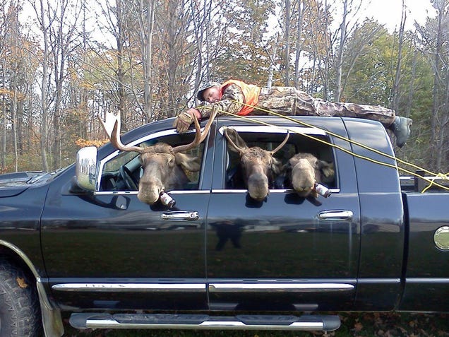 When a car hits a moose, does the moose kill everyone in the front seats? |  NeoGAF