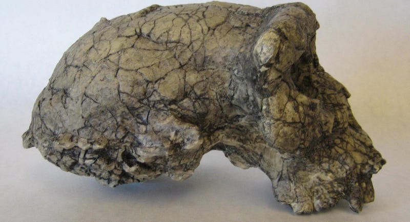 Illustration for article titled A Fascinating Study of How Creationists Understand Early Human Fossils